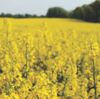 GMO canola