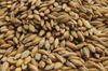 Malt barley