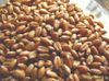 Malt wheat