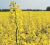 Non-GMO canola